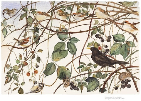 JACKIE MORRIS - JM8126 - Bramble